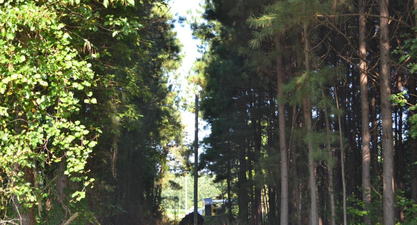 Tree Trimming